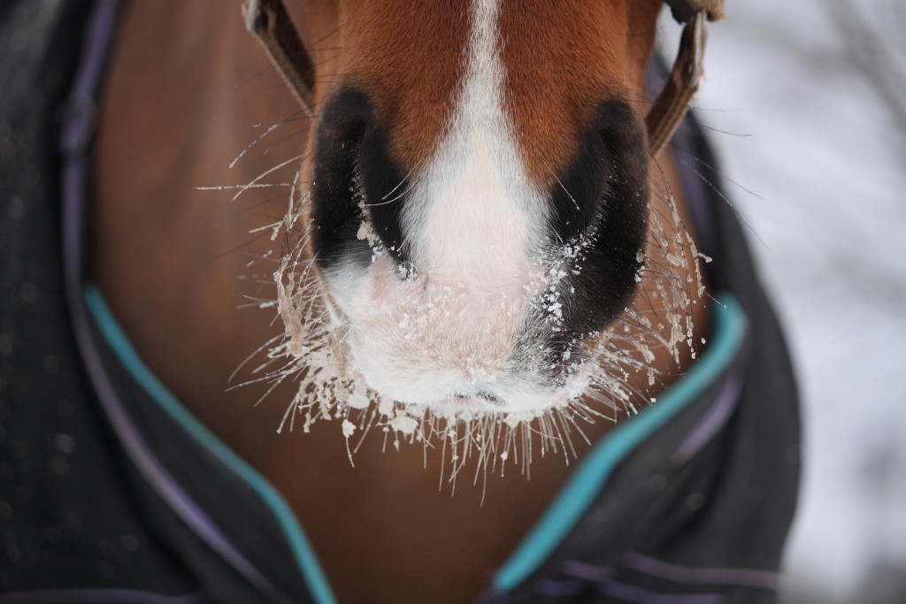 Réflexion ostéopathique autour de l'insuffisance respiratoire du cheval